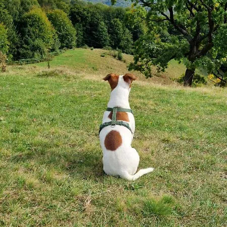 Stara Khata карпати Pensjonat 4*